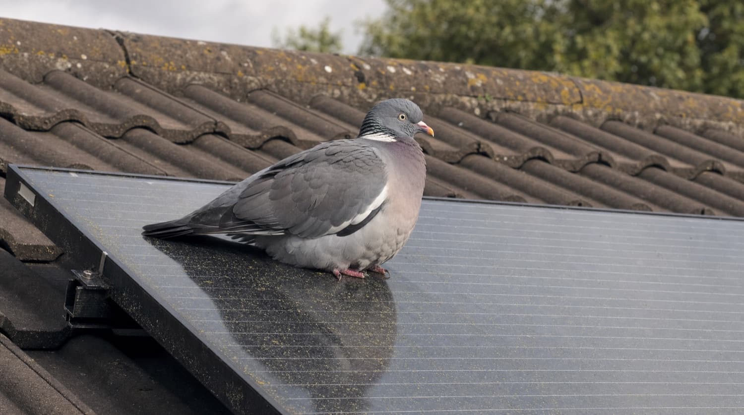A wood pigeon nesting under a solar panel array